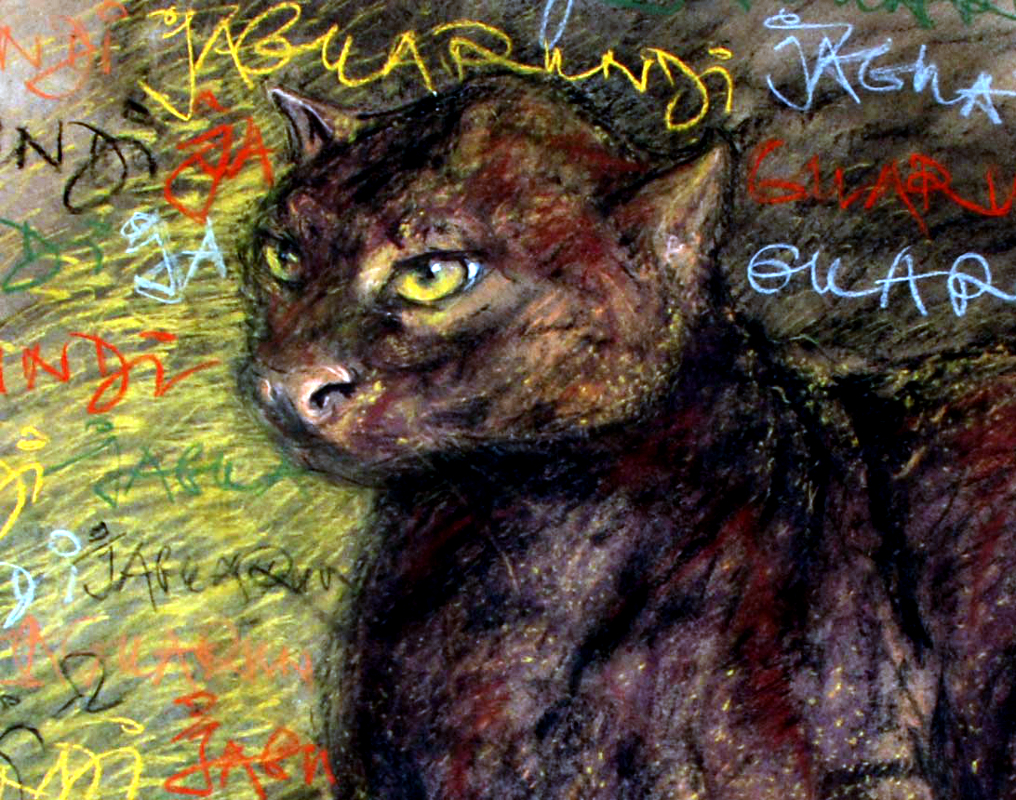 kresba šelmy jaguarundi, obraz na zakázku, ručně malovaný, obraz na stěnu, pastel, malba od umělce, česká malířka, galerie obrazů zvířat, moderní umění, umělecké dílo na prodej