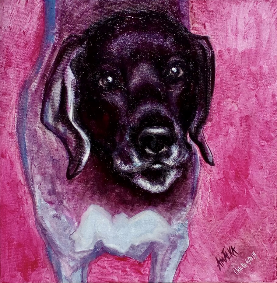 Hlava a kousek těla černého psa na růžovém pozadí.